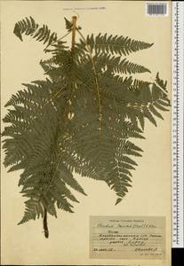 Pteridium aquilinum subsp. aquilinum, Caucasus, Azerbaijan (K6) (Azerbaijan)