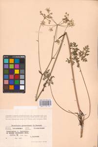 Oreoselinum nigrum Delarbre, Eastern Europe, Belarus (E3a) (Belarus)