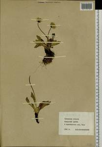 Taraxacum, Siberia, Baikal & Transbaikal region (S4) (Russia)