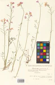 Cardamine pratensis L., Siberia, Chukotka & Kamchatka (S7) (Russia)