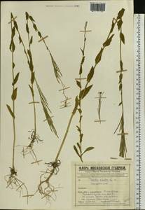 Turritis glabra L., Eastern Europe, Moscow region (E4a) (Russia)