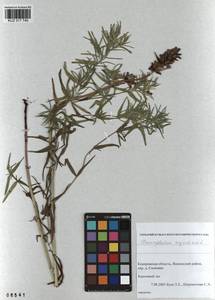 Dracocephalum ruyschiana L., Siberia, Altai & Sayany Mountains (S2) (Russia)