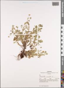 Potentilla acaulis L., Siberia, Altai & Sayany Mountains (S2) (Russia)