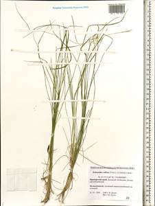 Schizachne purpurascens subsp. callosa (Turcz. ex Griseb.) T.Koyama & Kawano, Siberia, Russian Far East (S6) (Russia)