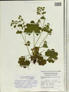 Alchemilla monticola Opiz, Eastern Europe, Northern region (E1) (Russia)