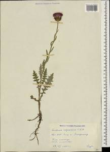 Carduus adpressus C. A. Mey., Caucasus, Armenia (K5) (Armenia)