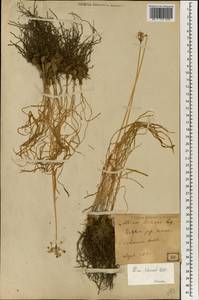 Allium tuberosum Rottler ex Spreng., South Asia, South Asia (Asia outside ex-Soviet states and Mongolia) (ASIA) (Japan)