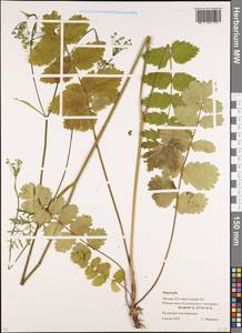 Pimpinella, Eastern Europe, Moscow region (E4a) (Russia)