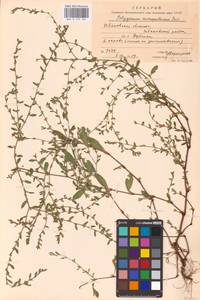 Polygonum aviculare L., Eastern Europe, Central forest region (E5) (Russia)