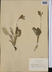 Primula veris subsp. columnae (Ten.) Maire & Petitm., Western Europe (EUR) (Italy)