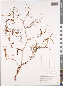 Koenigia ocreata (L.) T. M. Schust. & Reveal, Siberia, Baikal & Transbaikal region (S4) (Russia)