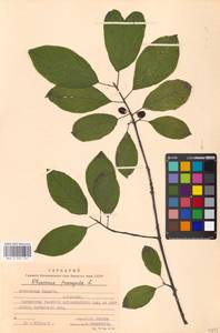 Frangula alnus Mill., Eastern Europe, Moscow region (E4a) (Russia)