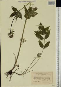 Valeriana elongata Jacq., Eastern Europe, West Ukrainian region (E13) (Ukraine)