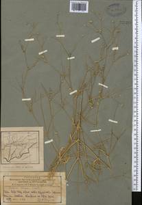 Lomelosia olivieri (Coult.) Greuter & Burdet, Middle Asia, Pamir & Pamiro-Alai (M2) (Tajikistan)
