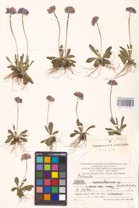 Primula algida Adams, Middle Asia, Middle Asia (no precise locality) (M0)