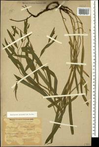 Bupleurum polyphyllum Ledeb., Caucasus, Krasnodar Krai & Adygea (K1a) (Russia)