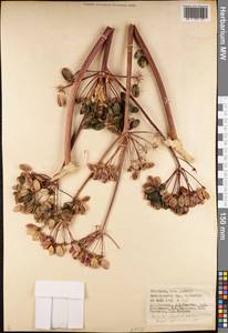 Ferula foetidissima Regel & Schmalh., Middle Asia, Pamir & Pamiro-Alai (M2) (Tajikistan)