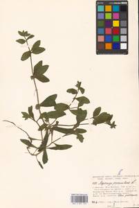 Asperugo procumbens L., Eastern Europe, Moscow region (E4a) (Russia)