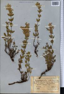 Dracocephalum nodulosum Rupr., Middle Asia, Northern & Central Tian Shan (M4) (Kyrgyzstan)