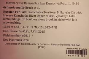 MW 9 111 083, Grimmia mollis Bruch & Schimp., Bryophytes, Bryophytes - Chukotka & Kamchatka (B21) (Russia)