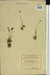 Luzula multiflora subsp. sibirica V. I. Krecz., Siberia, Russian Far East (S6) (Russia)