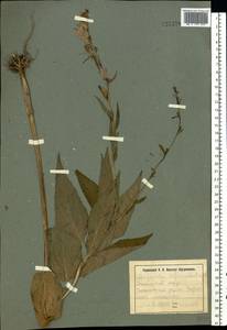 Campanula rapunculoides L., Eastern Europe, South Ukrainian region (E12) (Ukraine)