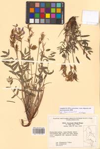 Oxytropis tilingii Bunge, Siberia, Russian Far East (S6) (Russia)