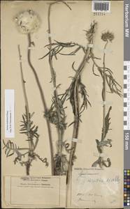 Jurinea ledebourii Bunge, Eastern Europe, Central forest-and-steppe region (E6) (Russia)