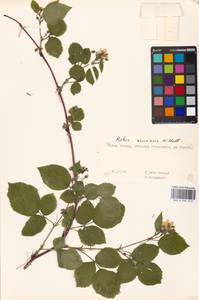 Rubus nessensis Hall, Eastern Europe, Moscow region (E4a) (Russia)