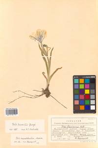 Iris humilis Georgi, Siberia, Russian Far East (S6) (Russia)
