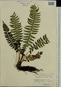 Polystichum aculeatum (L.) Roth, Eastern Europe, West Ukrainian region (E13) (Ukraine)