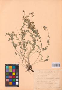 Lotus corniculatus L., Eastern Europe, Central forest-and-steppe region (E6) (Russia)