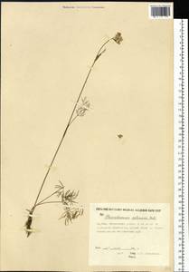 Ostericum tenuifolium (Pall. ex Spreng.) Y. C. Chu, Siberia, Yakutia (S5) (Russia)