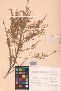 Tamarix hohenackeri Bunge, Eastern Europe, Lower Volga region (E9) (Russia)