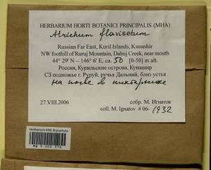 Atrichum flavisetum Mitt., Bryophytes, Bryophytes - Russian Far East (excl. Chukotka & Kamchatka) (B20) (Russia)