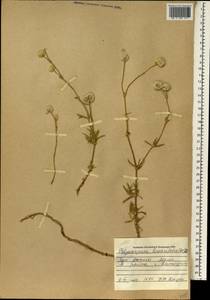 Polycarpaea linearifolia (DC.) DC., Africa (AFR) (Mali)