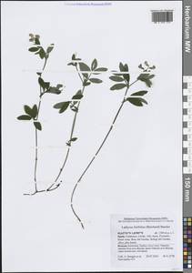 Lathyrus linifolius (Reichard) Bässler, Western Europe (EUR) (Spain)