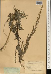 Artemisia leucophylla (Turcz. ex Besser) C. B. Clarke, South Asia, South Asia (Asia outside ex-Soviet states and Mongolia) (ASIA) (China)