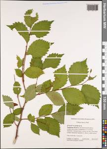 Ulmus laevis Pall., Eastern Europe, North-Western region (E2) (Russia)