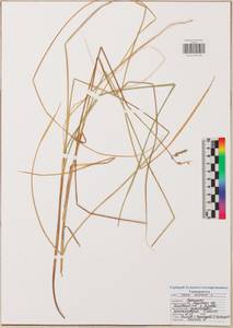 Carex canescens L., Eastern Europe, Central region (E4) (Russia)