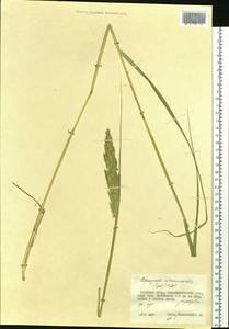 Calamagrostis extremiorientalis (Tzvelev) Prob., Siberia, Russian Far East (S6) (Russia)