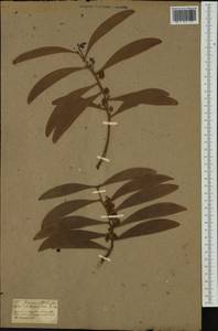 Acacia melanoxylon R.Br., Australia & Oceania (AUSTR) (Italy)