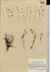 Galium palustre L., Siberia, Western Siberia (S1) (Russia)