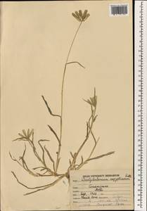 Dactyloctenium aegyptium (L.) Willd., South Asia, South Asia (Asia outside ex-Soviet states and Mongolia) (ASIA) (India)