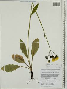 Hieracium subpellucidum (Norrl.) Norrl., Eastern Europe, Northern region (E1) (Russia)