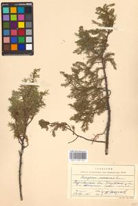 Juniperus communis L., Eastern Europe, Northern region (E1) (Russia)