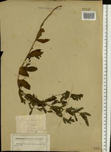 Teucrium scordium L., Eastern Europe, Central forest-and-steppe region (E6) (Russia)
