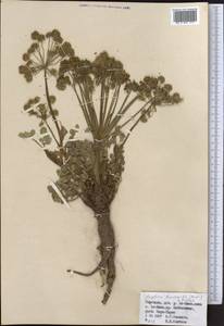 Angelica brevicaulis (Rupr.) B. Fedtsch., Middle Asia, Northern & Central Tian Shan (M4) (Kyrgyzstan)