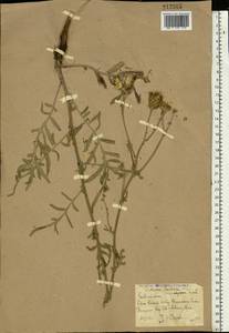 Centaurea adpressa Ledeb., Eastern Europe, Rostov Oblast (E12a) (Russia)