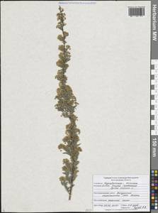 Spiraea crenata L., Eastern Europe, Central forest-and-steppe region (E6) (Russia)
